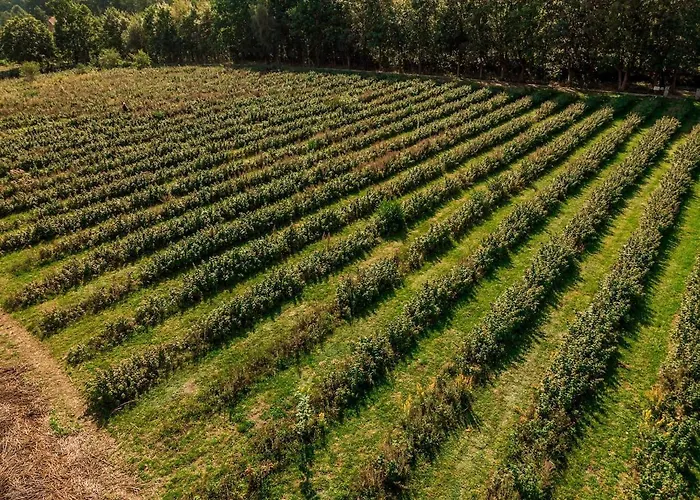 Malinowy Dworek - Spokojny Wypoczynek Nad Morzem *